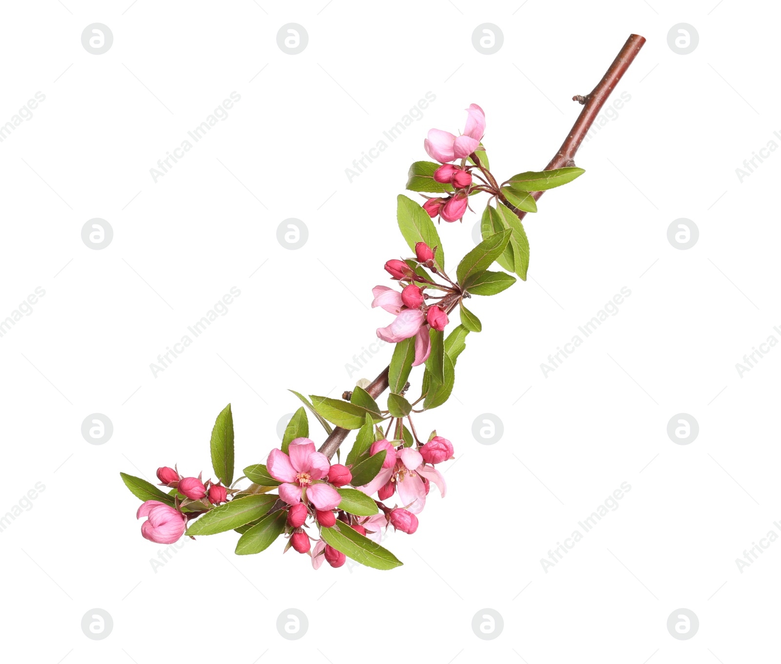 Beautiful sakura tree branch isolated on white Photo of Beautiful sakura tree branch isolated on white