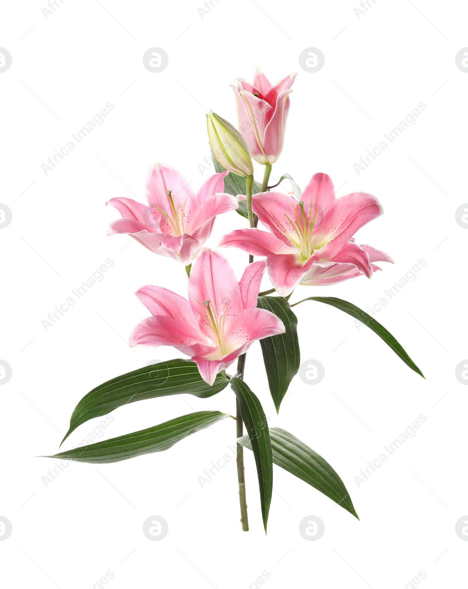 Beautiful lily plant with pink flowers isolated on white Photo of Beautiful lily plant with pink flowers isolated on white