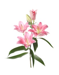 Beautiful lily plant with pink flowers isolated on white Photo of Beautiful lily plant with pink flowers isolated on white