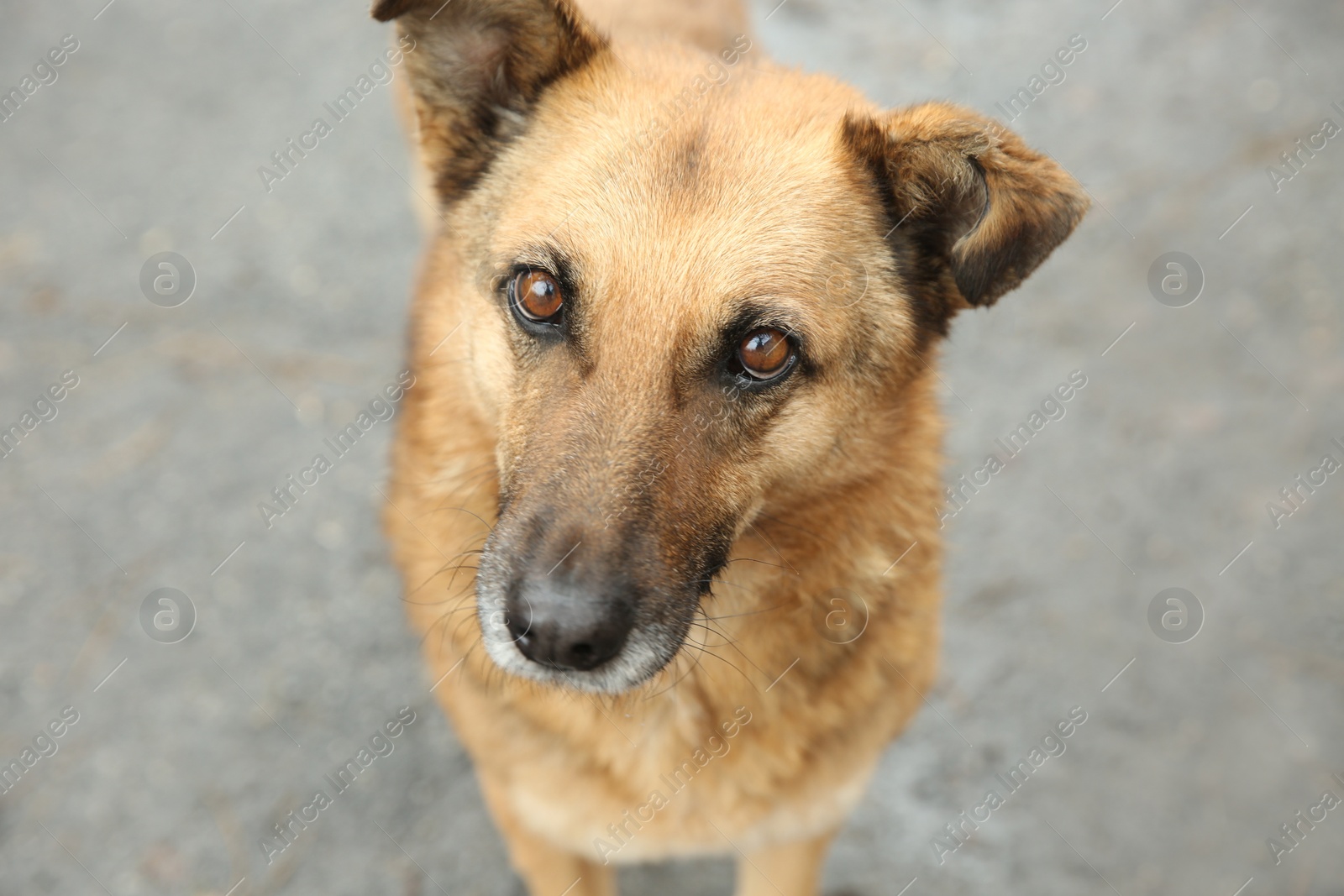 Homeless dog on city street, closeup. Abandoned animal Photo of Homeless dog on city street, closeup. Abandoned animal