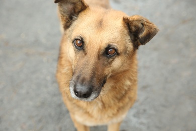 Homeless dog on city street, closeup. Abandoned animal Photo of Homeless dog on city street, closeup. Abandoned animal