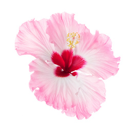 Beautiful tropical hibiscus flower isolated on white Image of Beautiful tropical hibiscus flower isolated on white