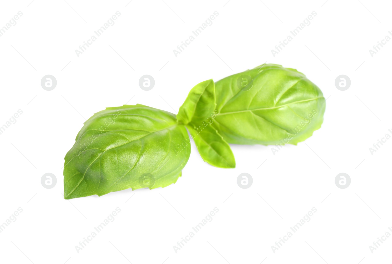 Fresh green basil leaves isolated on white Photo of Fresh green basil leaves isolated on white