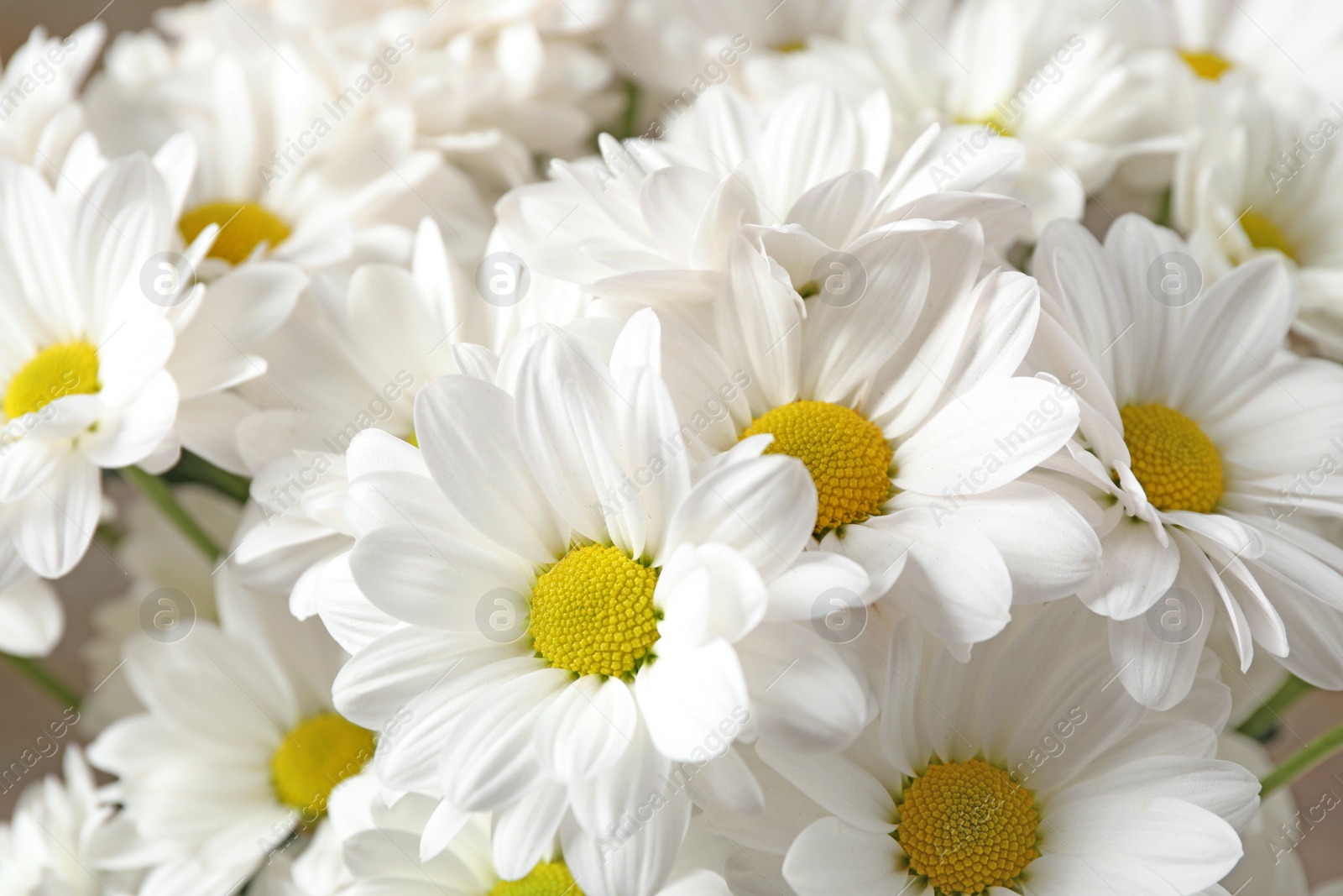 Beautiful white chrysanthemum flowers as background, closeup Photo of Beautiful white chrysanthemum flowers as background, closeup