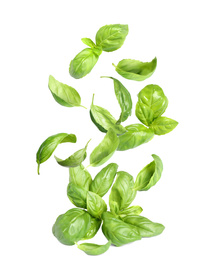 Fresh green basil leaves falling on white background Image of Fresh green basil leaves falling on white background