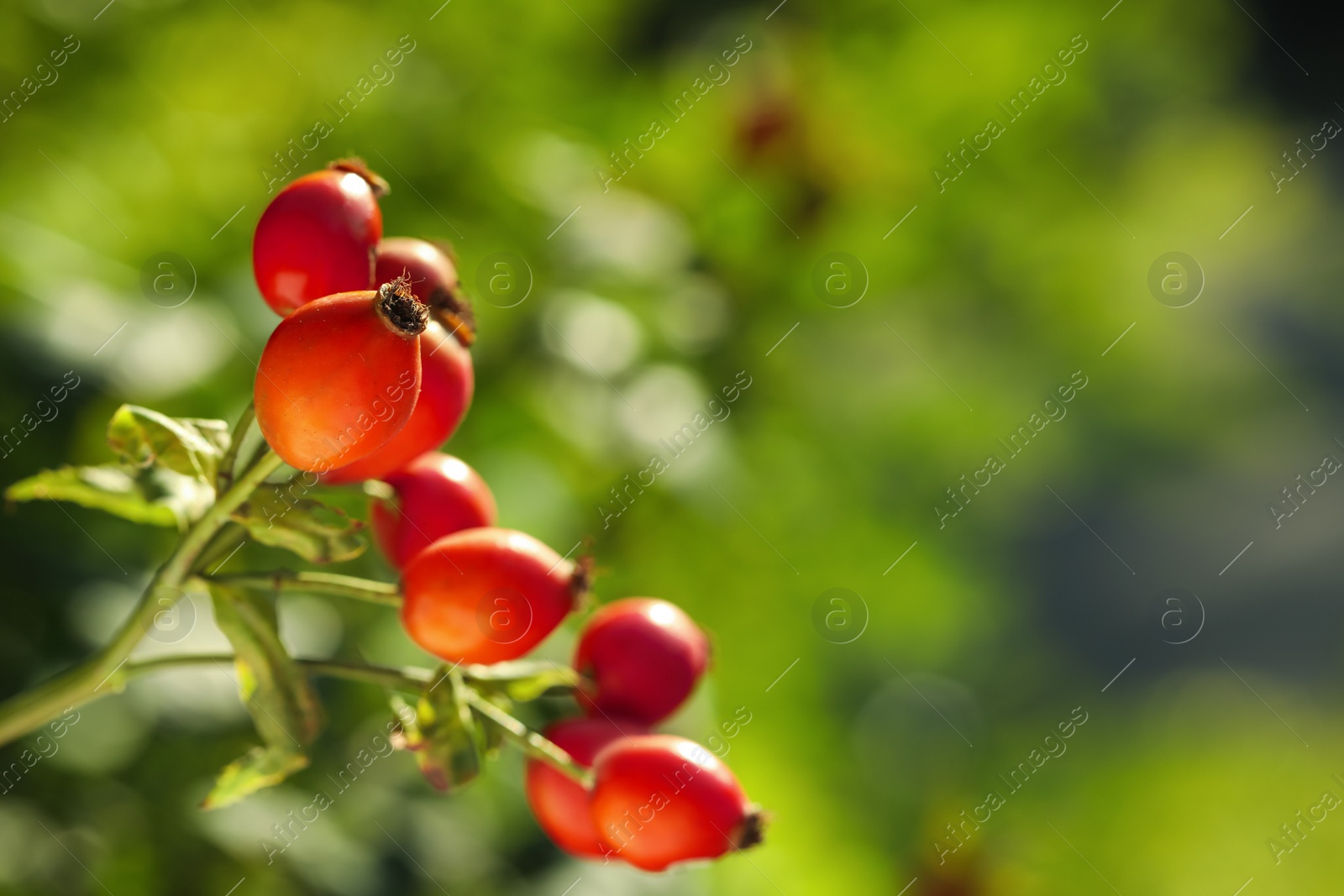 Ripe rose hip berries outdoors on sunny day, closeup Photo of Ripe rose hip berries outdoors on sunny day, closeup