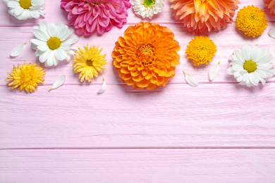Flat lay composition with beautiful dahlia flowers and space for design on pink wooden background Photo of Flat lay composition with beautiful dahlia flowers and space for design on pink wooden background