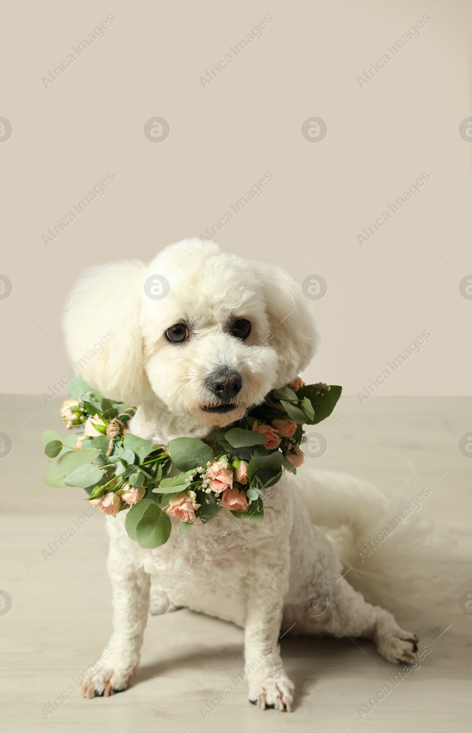 Adorable Bichon wearing wreath made of beautiful flowers indoors Photo of Adorable Bichon wearing wreath made of beautiful flowers indoors