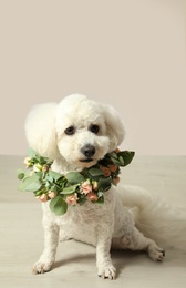 Adorable Bichon wearing wreath made of beautiful flowers indoors Photo of Adorable Bichon wearing wreath made of beautiful flowers indoors