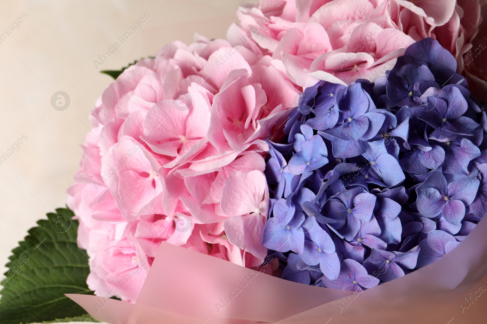 Bouquet with beautiful hortensia flowers on beige background, closeup Photo of Bouquet with beautiful hortensia flowers on beige background, closeup