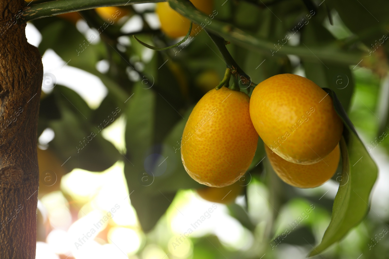 Kumquat tree with ripening fruits outdoors, closeup. Space for text Photo of Kumquat tree with ripening fruits outdoors, closeup. Space for text