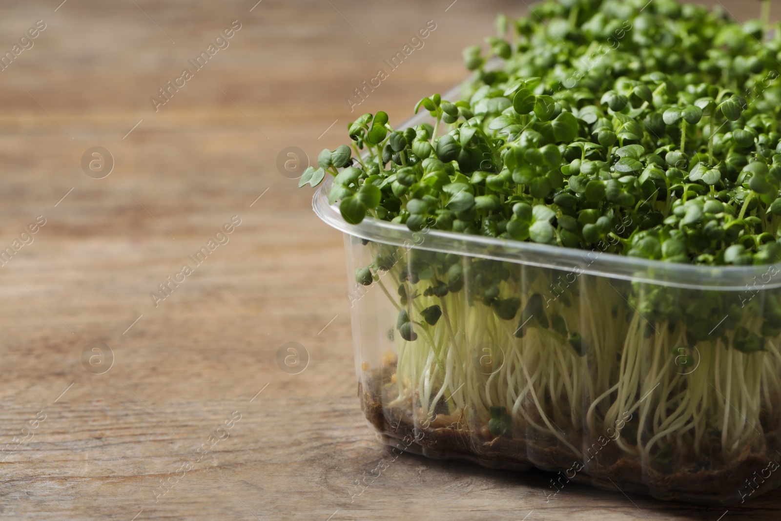Sprouted arugula seeds in plastic container on wooden table, closeup. Space for text Photo of Sprouted arugula seeds in plastic container on wooden table, closeup. Space for text
