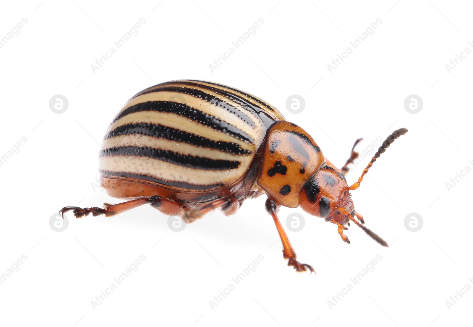 Photo of One colorado potato beetle isolated on white