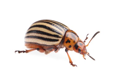 One colorado potato beetle isolated on white Photo of One colorado potato beetle isolated on white