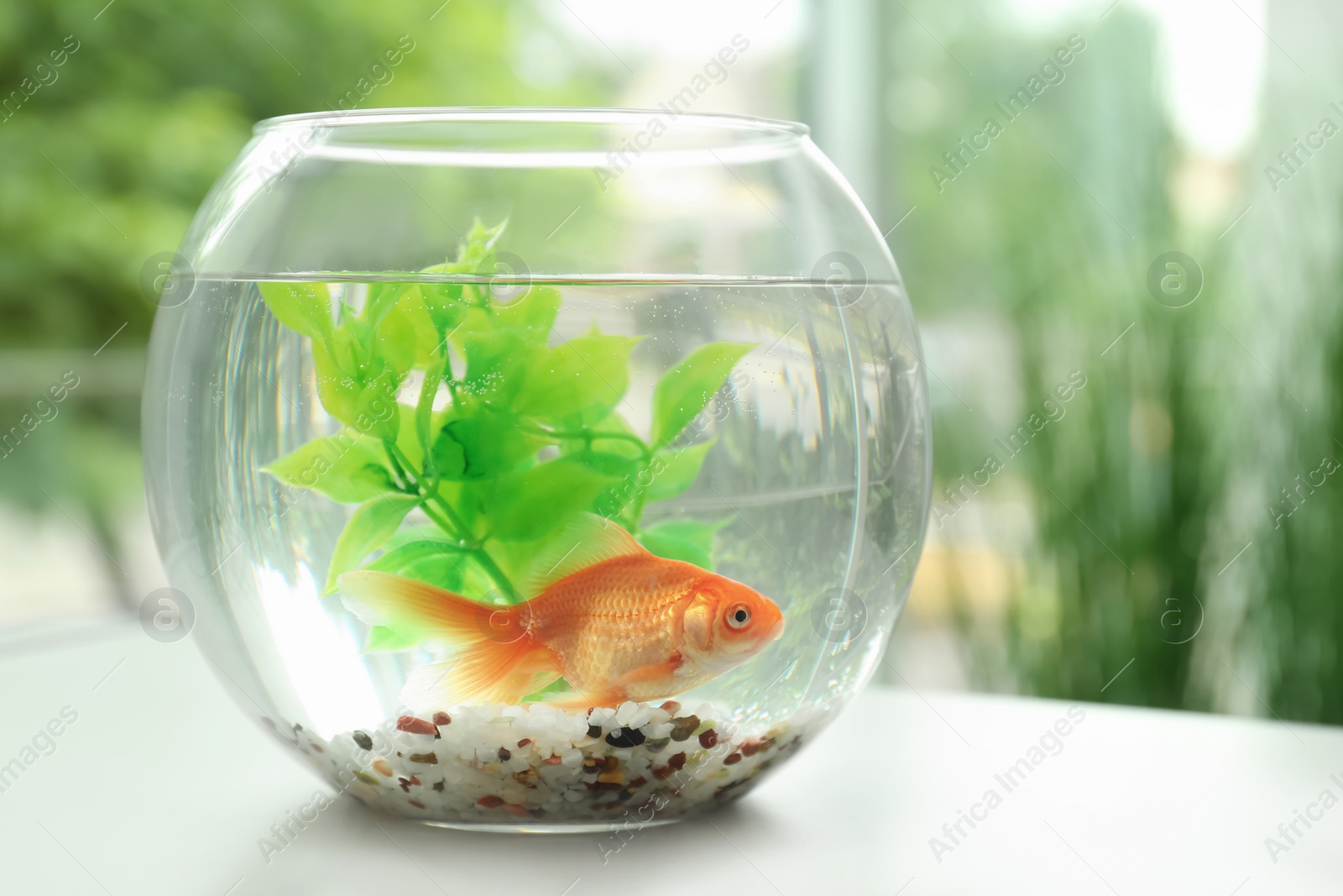 Beautiful bright small goldfish in round glass aquarium on table indoors Photo of Beautiful bright small goldfish in round glass aquarium on table indoors