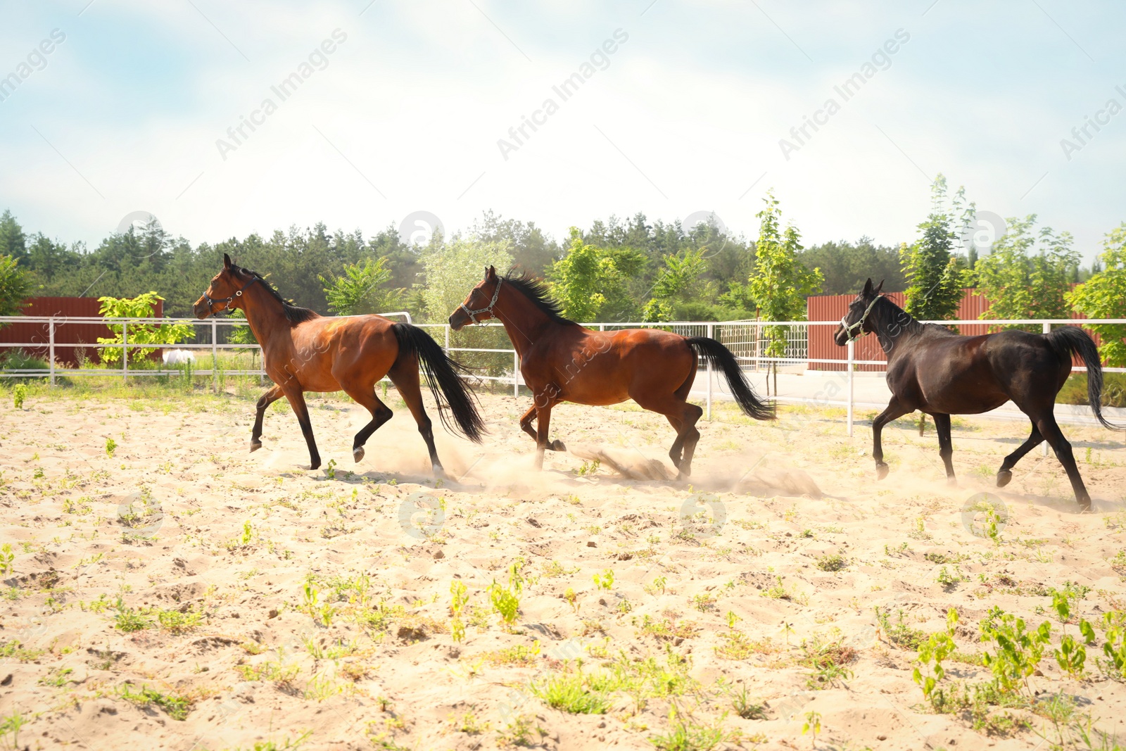 Bay horses in paddock on sunny day. Beautiful pets Photo of Bay horses in paddock on sunny day. Beautiful pets