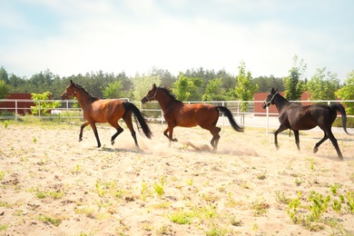 Bay horses in paddock on sunny day. Beautiful pets Photo of Bay horses in paddock on sunny day. Beautiful pets