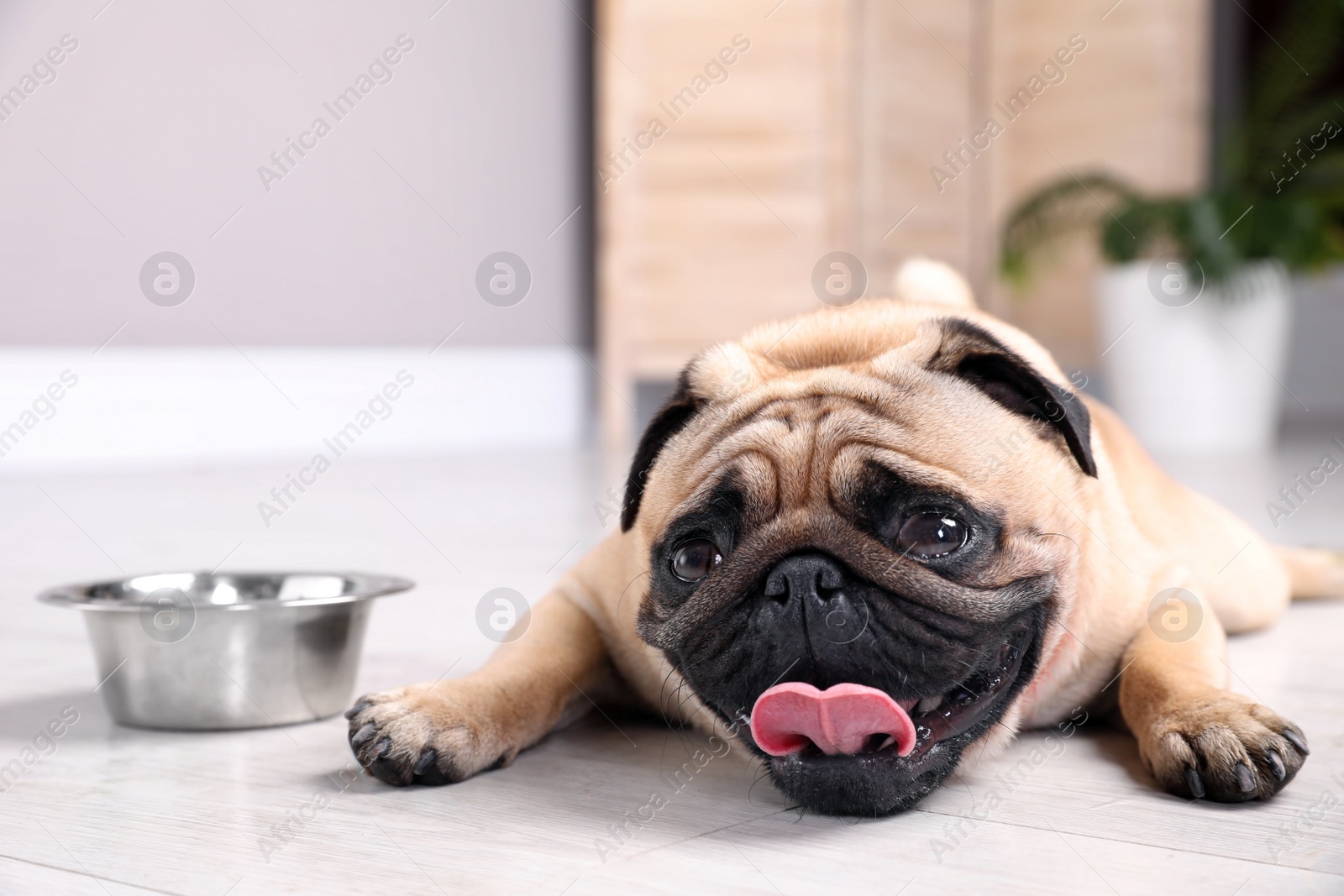 Cute pug dog suffering from heat stroke near bowl of water on floor at home Photo of Cute pug dog suffering from heat stroke near bowl of water on floor at home