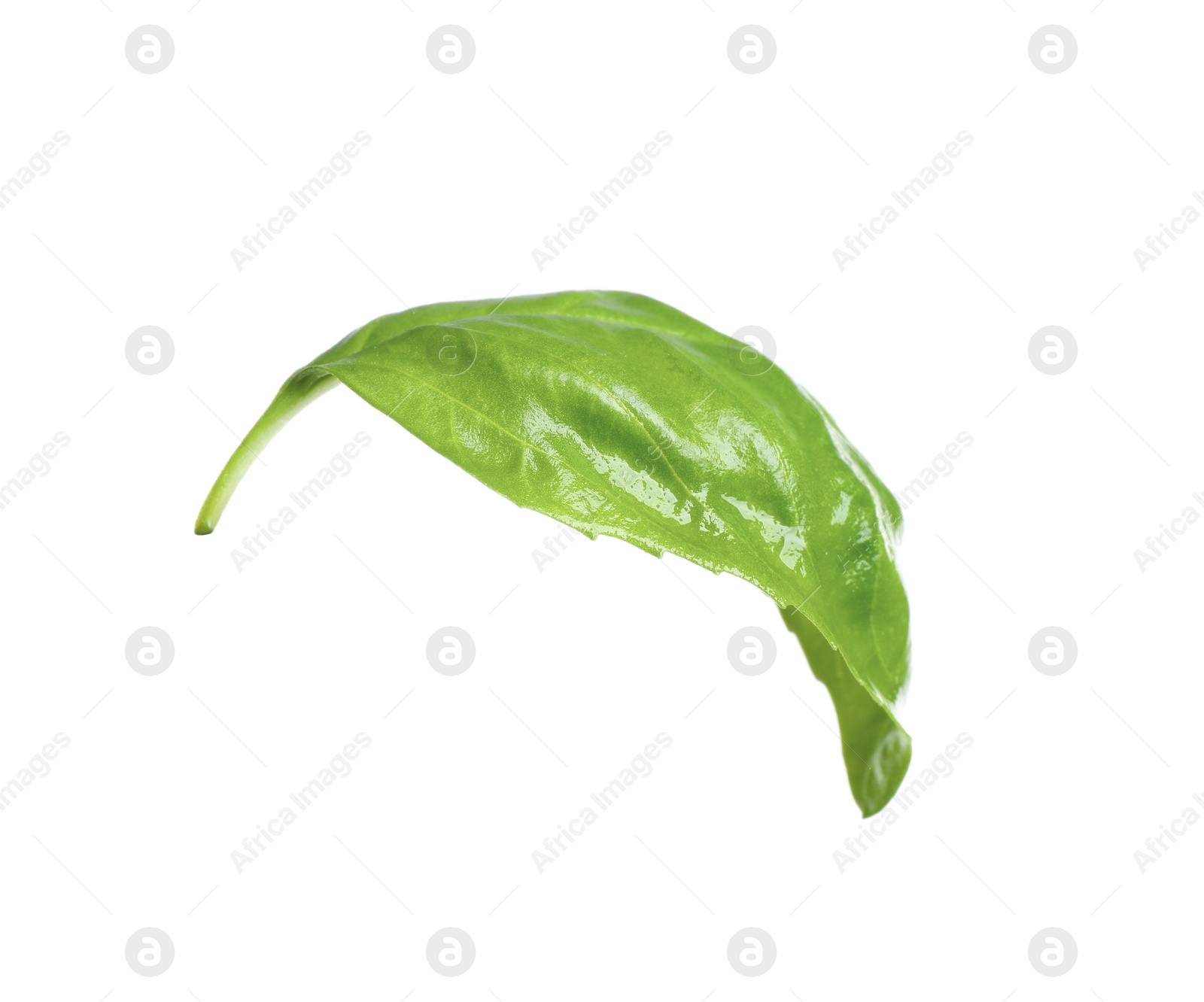 Fresh green basil leaf isolated on white Photo of Fresh green basil leaf isolated on white