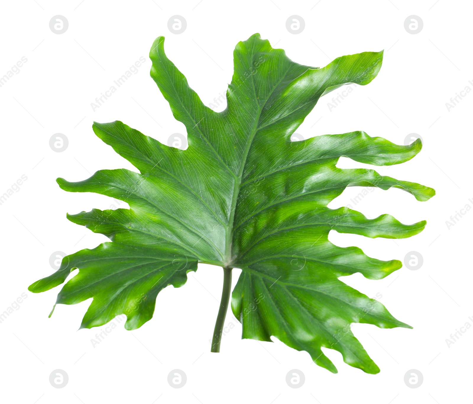 Tropical philodendron leaf isolated on white Photo of Tropical philodendron leaf isolated on white