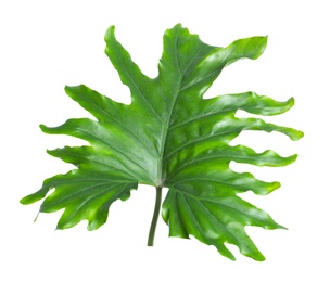 Tropical philodendron leaf isolated on white Photo of Tropical philodendron leaf isolated on white