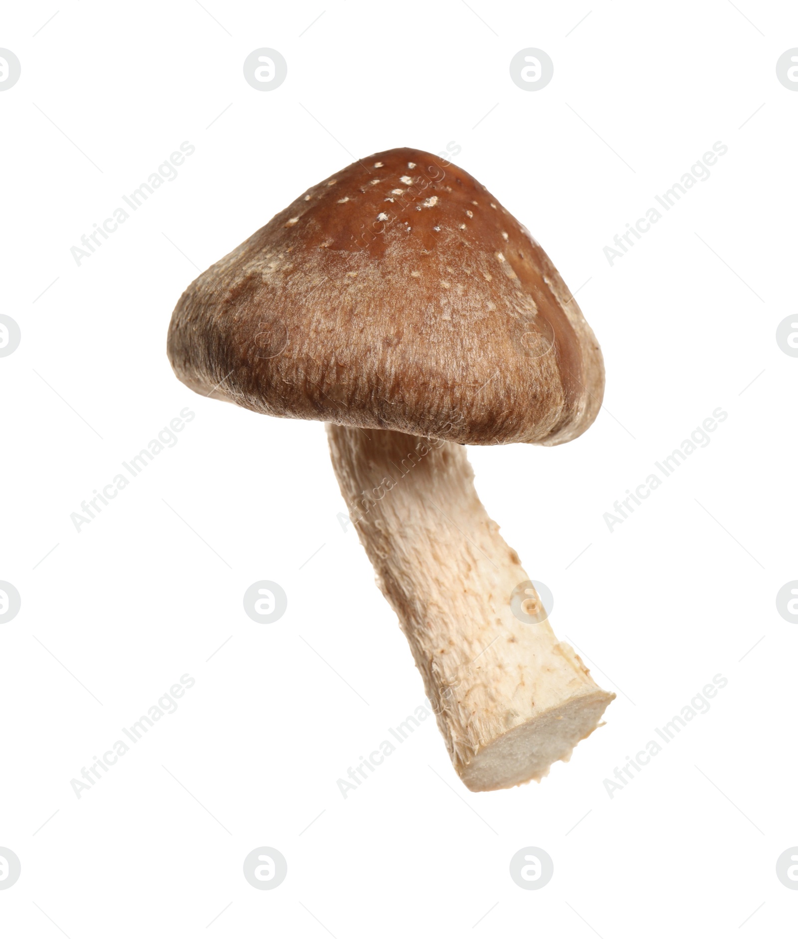Fresh wild shiitake mushroom isolated on white Photo of Fresh wild shiitake mushroom isolated on white