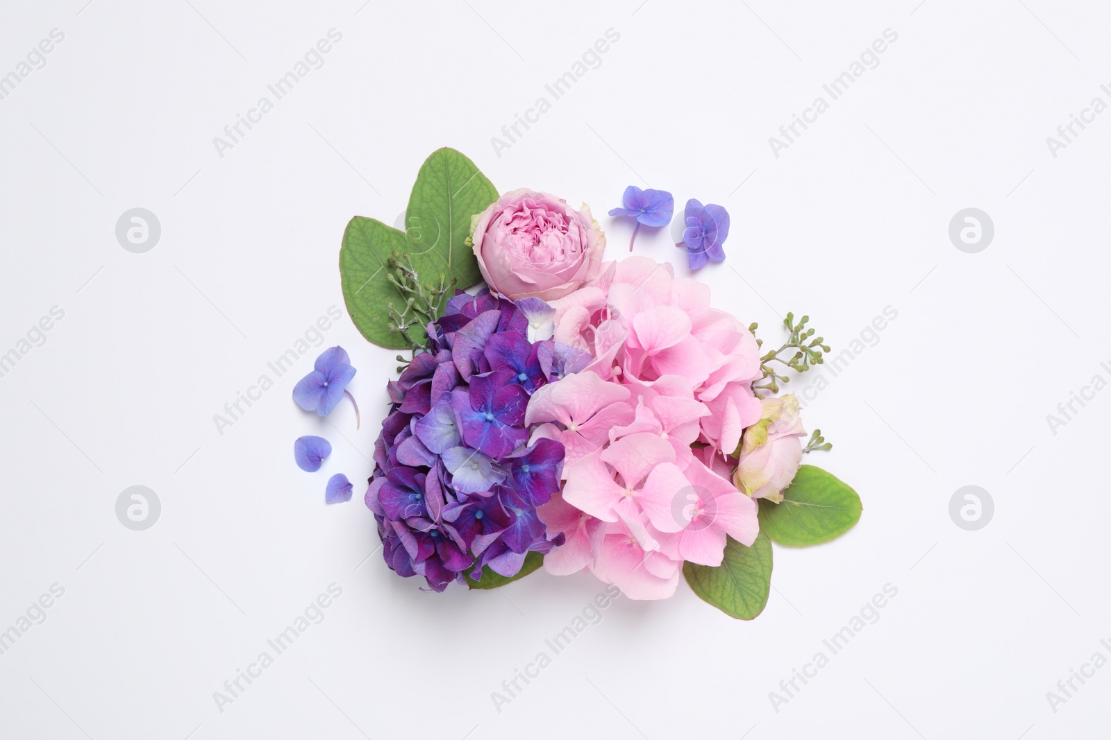 Beautiful composition with hortensia flowers on white background, flat lay Photo of Beautiful composition with hortensia flowers on white background, flat lay