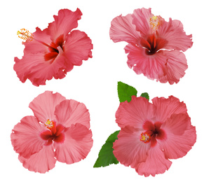 Set of beautiful tropical hibiscus flowers isolated on white Image of Set of beautiful tropical hibiscus flowers isolated on white
