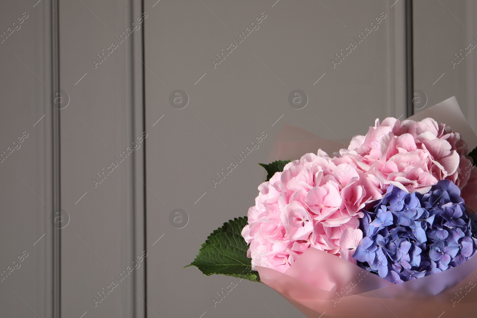 Bouquet of beautiful hortensia flowers near grey wall. Space for text Photo of Bouquet of beautiful hortensia flowers near grey wall. Space for text
