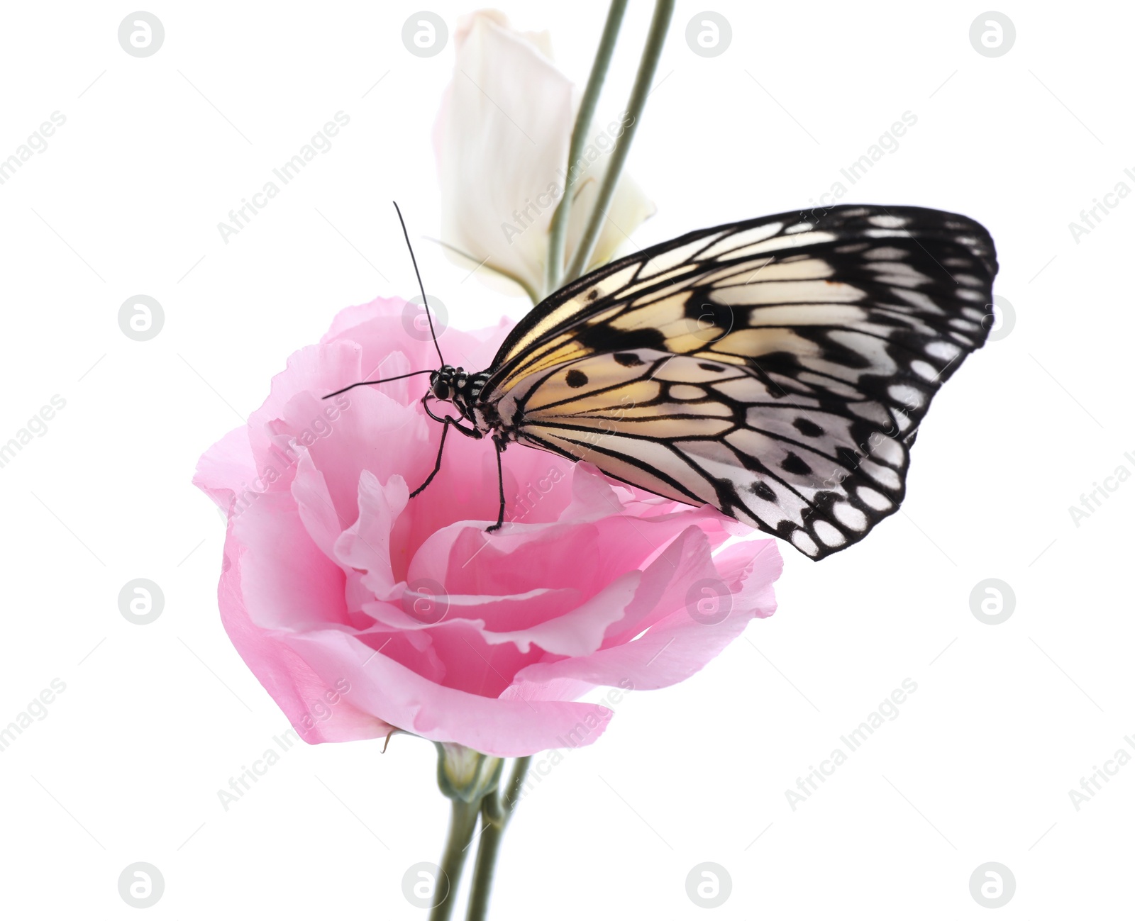 Beautiful rice paper butterfly sitting on eustoma flower against white background Photo of Beautiful rice paper butterfly sitting on eustoma flower against white background