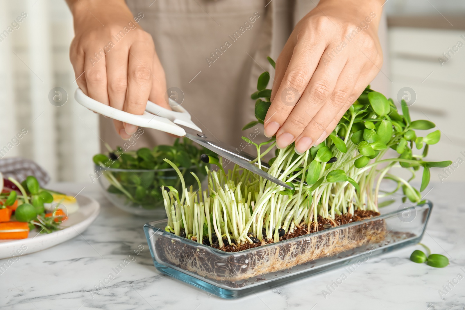 Woman cutting fresh organic microgreen at white marble table indoors, closeup Photo of Woman cutting fresh organic microgreen at white marble table indoors, closeup