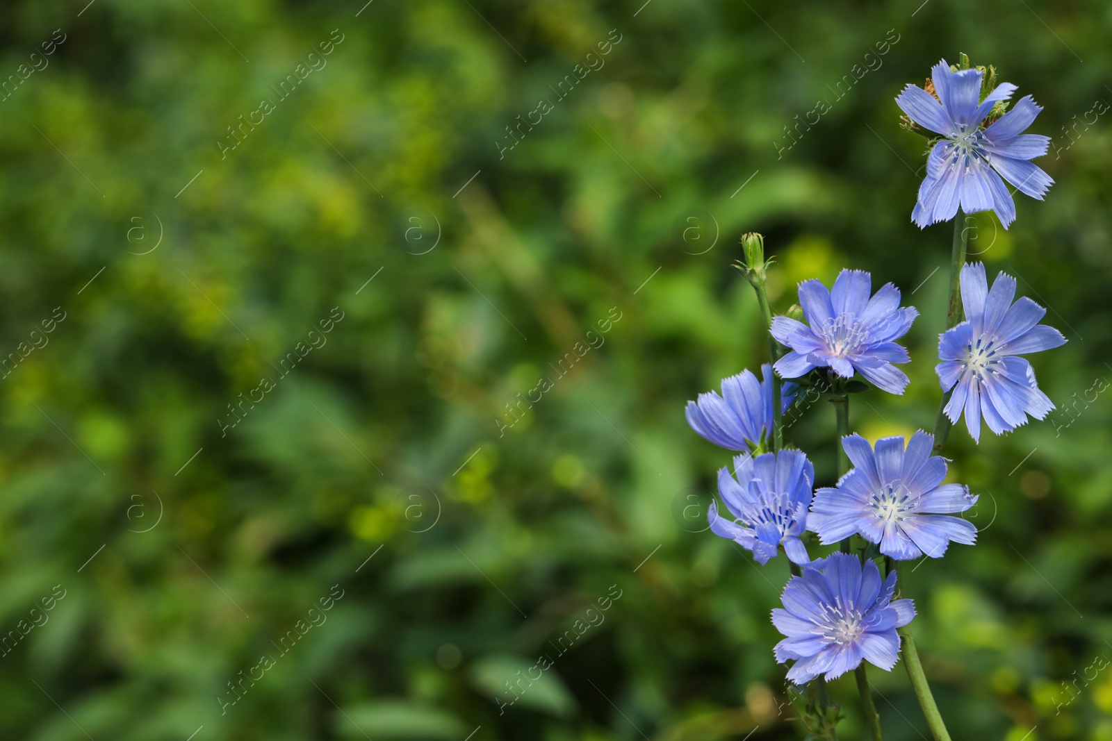 Beautiful blooming chicory flowers growing outdoors, closeup. Space for text Photo of Beautiful blooming chicory flowers growing outdoors, closeup. Space for text