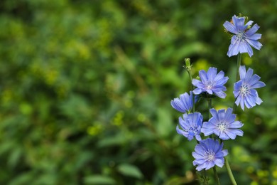Beautiful blooming chicory flowers growing outdoors, closeup. Space for text Photo of Beautiful blooming chicory flowers growing outdoors, closeup. Space for text