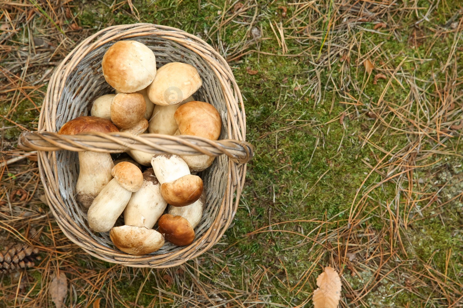 Basket full of fresh porcini mushrooms in forest, top view. Space for text Photo of Basket full of fresh porcini mushrooms in forest, top view. Space for text