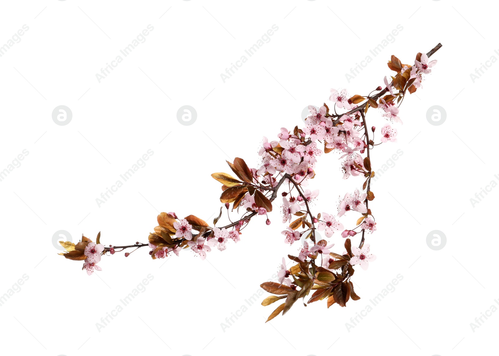 Cherry tree branch with beautiful pink blossoms isolated on white Photo of Cherry tree branch with beautiful pink blossoms isolated on white