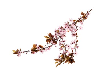 Cherry tree branch with beautiful pink blossoms isolated on white Photo of Cherry tree branch with beautiful pink blossoms isolated on white