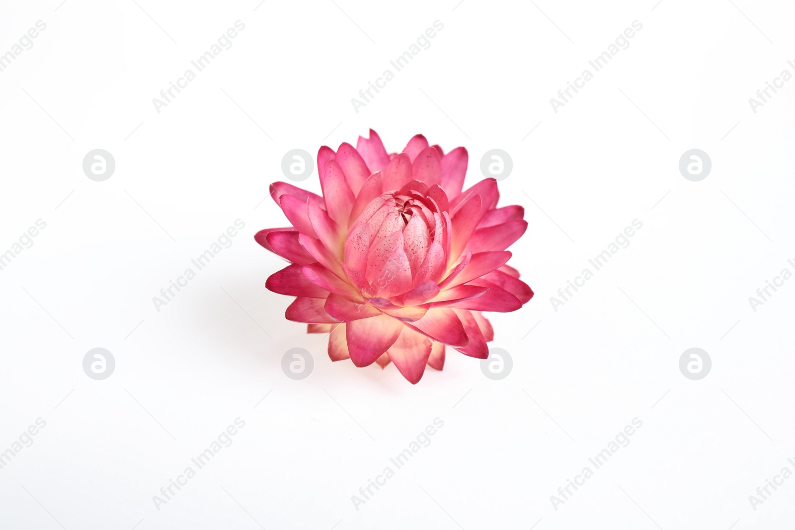 Beautiful blooming helichrysum flower isolated on white, above view Photo of Beautiful blooming helichrysum flower isolated on white, above view