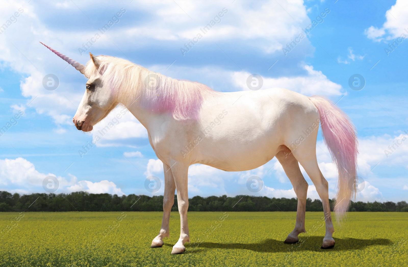 Amazing unicorn with beautiful mane in field on sunny day Image of Amazing unicorn with beautiful mane in field on sunny day