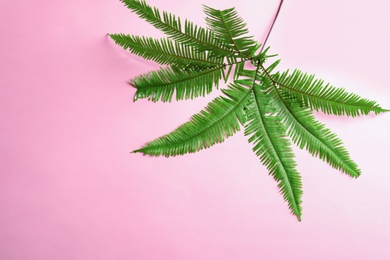 Tropical Umbrella Fern leaves on color background, top view Photo of Tropical Umbrella Fern leaves on color background, top view