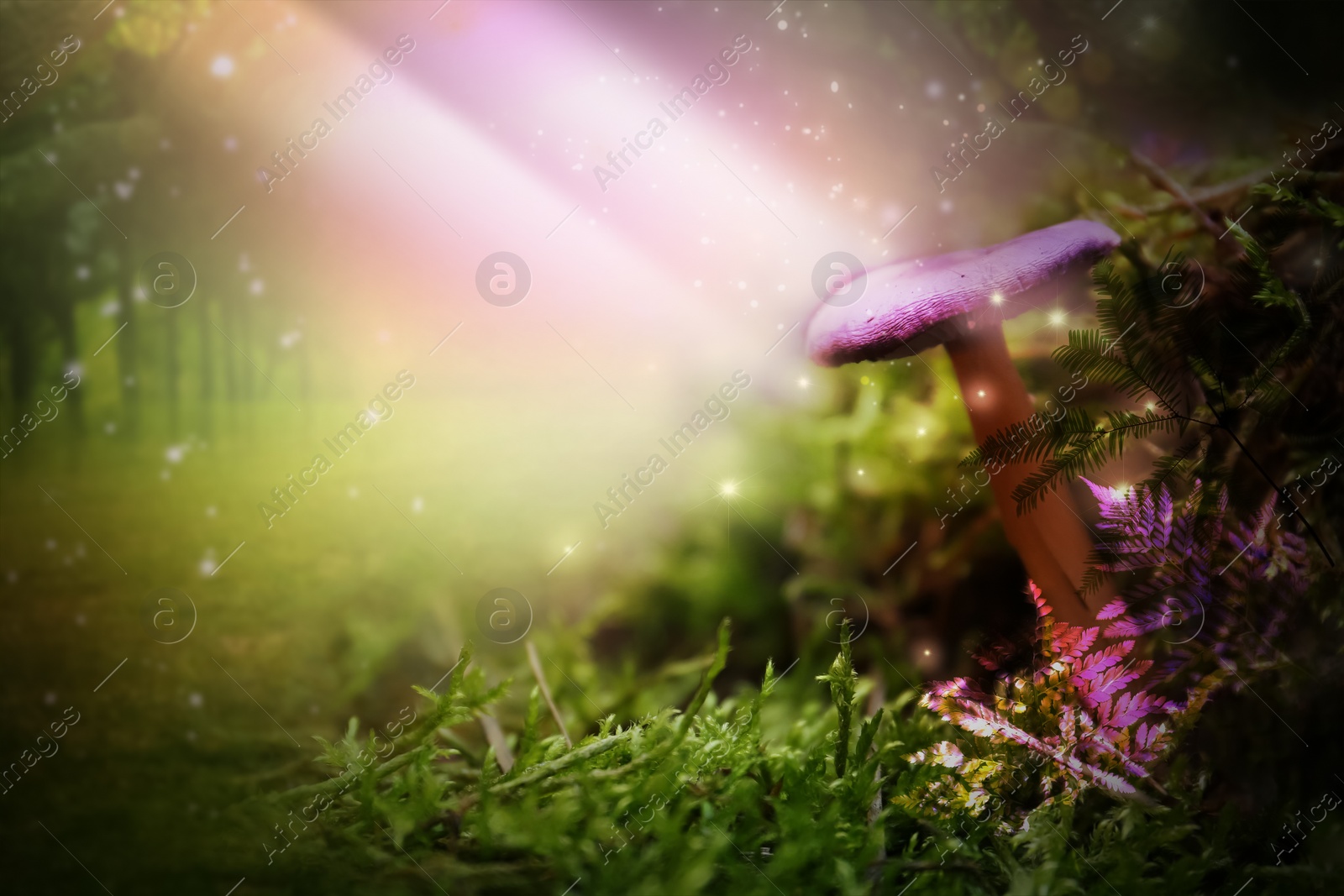 Fantasy world. Mushroom lit by magic light in enchanted forest Image of Fantasy world. Mushroom lit by magic light in enchanted forest