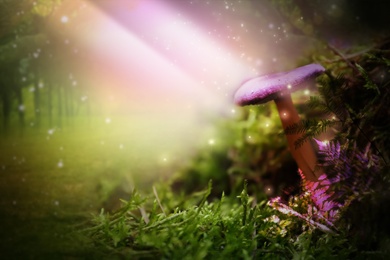 Fantasy world. Mushroom lit by magic light in enchanted forest Image of Fantasy world. Mushroom lit by magic light in enchanted forest