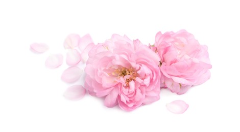 Beautiful sakura tree flowers and petals on white background Photo of Beautiful sakura tree flowers and petals on white background