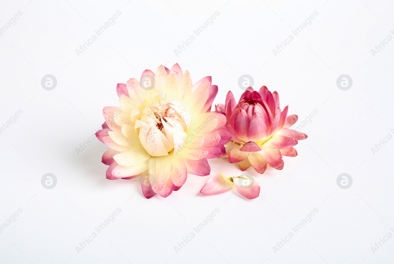 Beautiful blooming helichrysum flowers on white background Photo of Beautiful blooming helichrysum flowers on white background