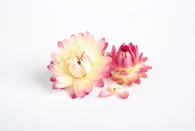 Beautiful blooming helichrysum flowers on white background Photo of Beautiful blooming helichrysum flowers on white background