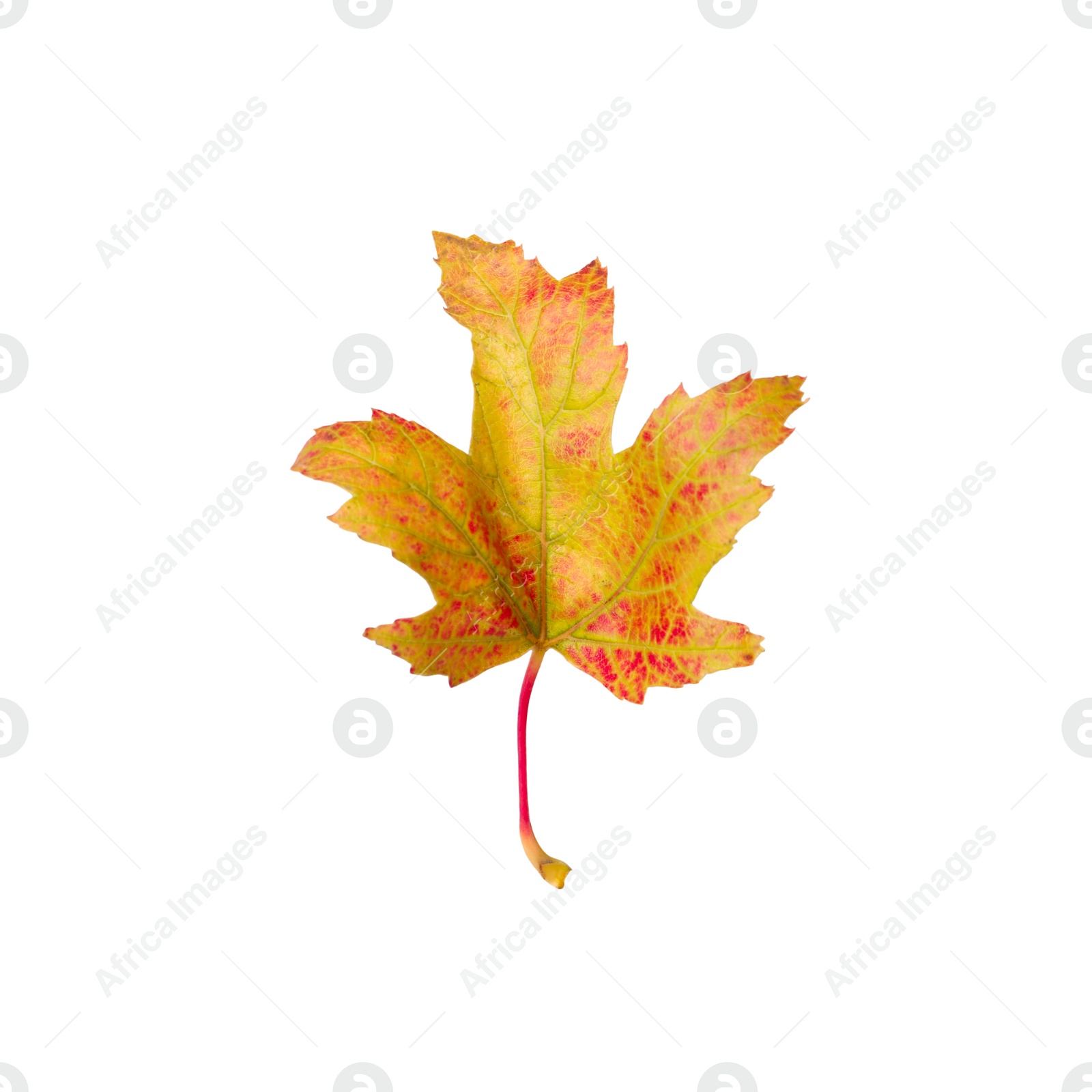 Beautiful leaf isolated on white. Autumn season Photo of Beautiful leaf isolated on white. Autumn season