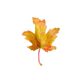 Beautiful leaf isolated on white. Autumn season Photo of Beautiful leaf isolated on white. Autumn season