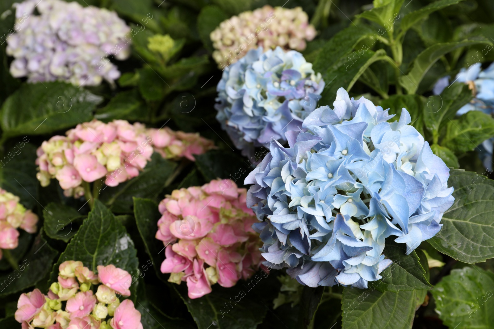 Beautiful hortensia plants with colorful flowers outdoors Photo of Beautiful hortensia plants with colorful flowers outdoors