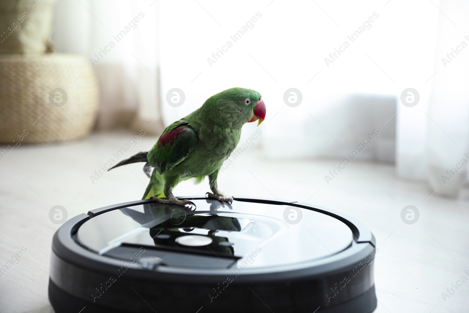 Modern robotic vacuum cleaner and Alexandrine parakeet on floor indoors Photo of Modern robotic vacuum cleaner and Alexandrine parakeet on floor indoors