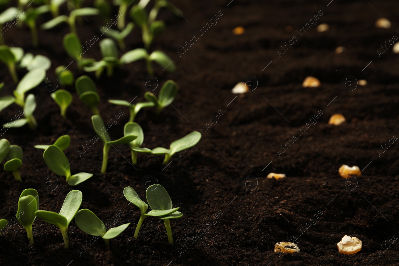 Corn seeds in fertile soil. Vegetables growing Photo of Corn seeds in fertile soil. Vegetables growing