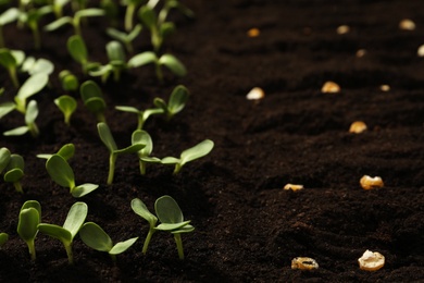 Corn seeds in fertile soil. Vegetables growing Photo of Corn seeds in fertile soil. Vegetables growing
